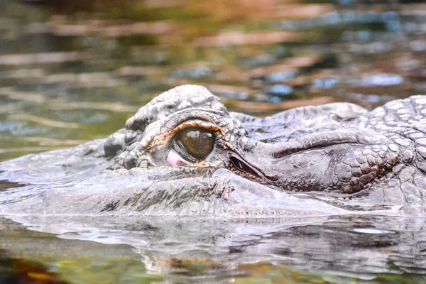 Amphibian Beautiful Animal Crocodile