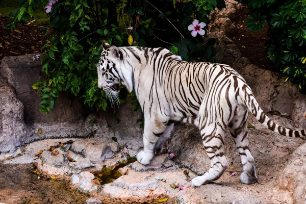 Rare White Striped Wild Tiger