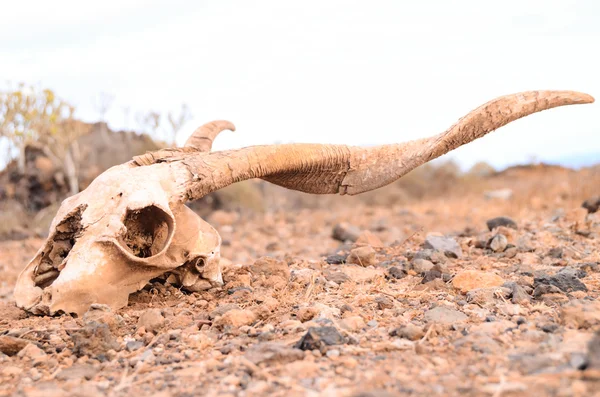 Dry Goat Skull