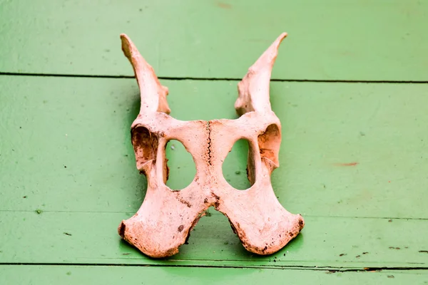 Dry Goat Skull Bone