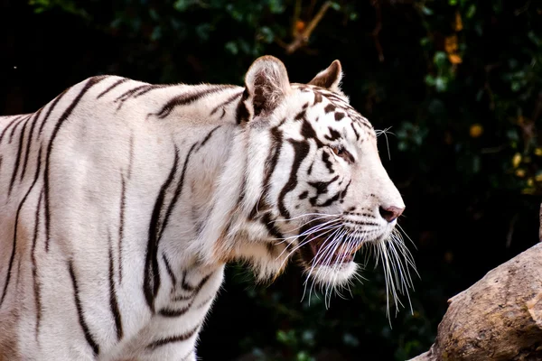 Rare White Striped Wild Tiger