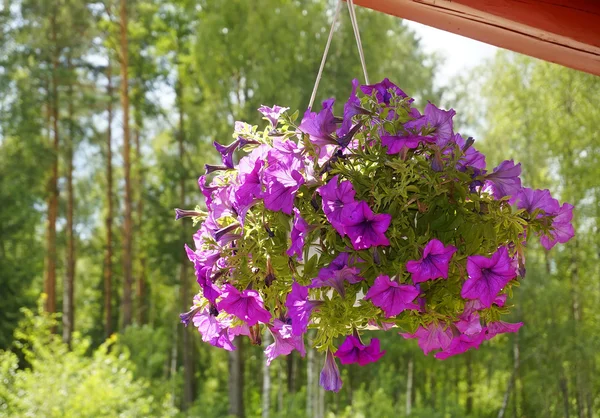 Petunia flowers in a pot hanging