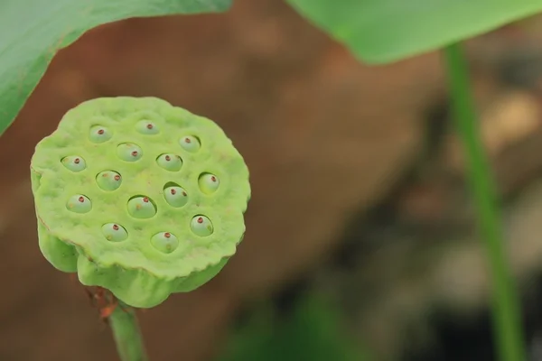 Lotus seed in nature
