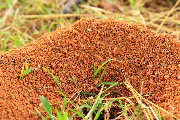 Ants nest in the nature