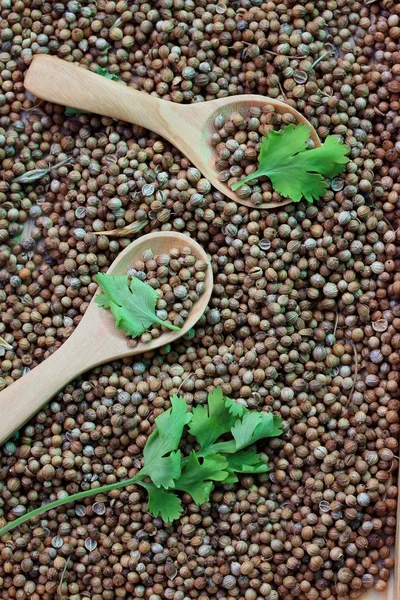 Fresh coriander and dried seeds