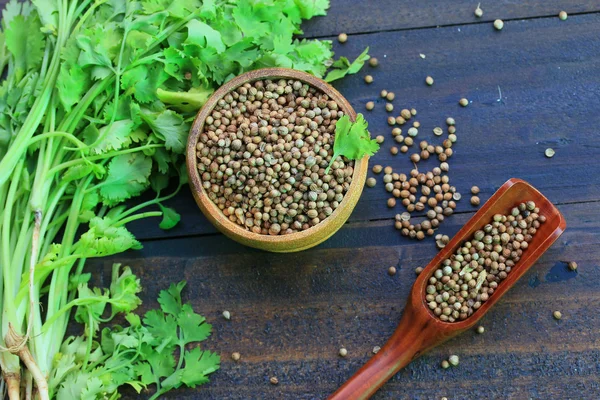 Fresh coriander and dried seeds
