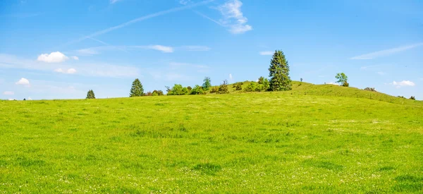 Green meadow hill with trees and blue sky