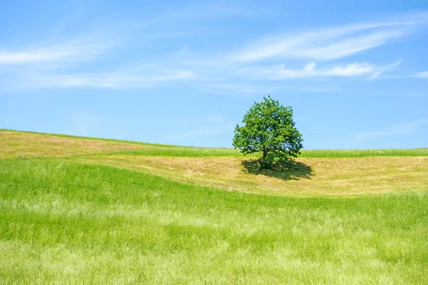 Green Farmland with Tree, Blue Sky