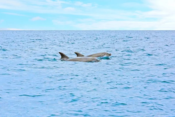 Dolphins swimming in the atlantic ocean