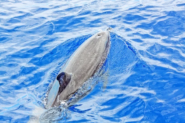 Dolphin swimming in the open water / Atlantic Ocean