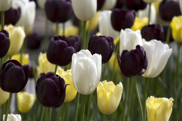 White, Purple, and Yellow Tulips