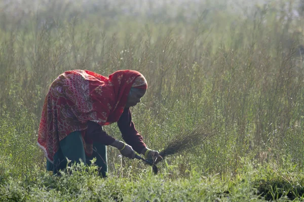 Old tharu woman working in fields in Nepal