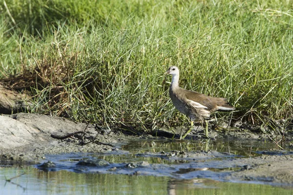 Common moorhen female in Pottuvil, Sri Lanka