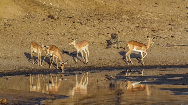 Impala in Kruger National park