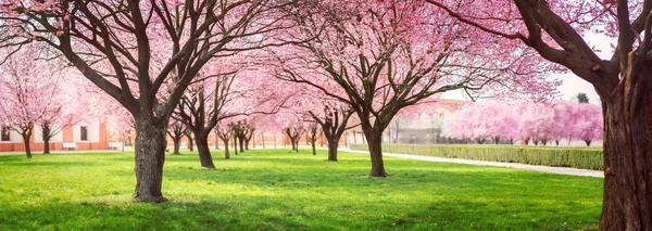 Panorama of Cherry blossom trees Alley