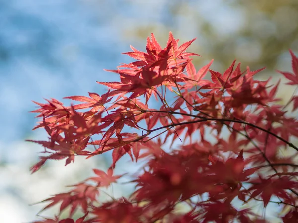 Red japanese maple leaves