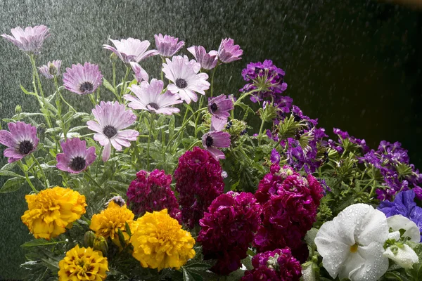 Watering flowers with spray