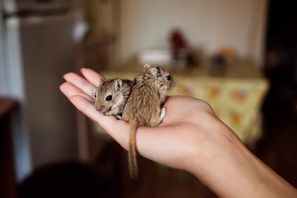 Cute pet gerbil in human hand