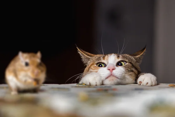 Cat playing with little gerbil mouse on thetable