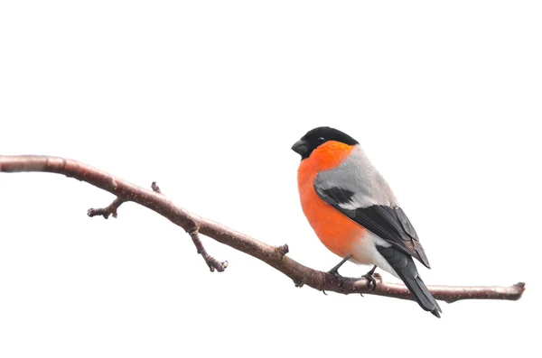 Bullfinch isolated