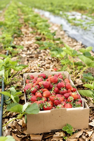 Box full with fresh red strawberries on a strawberry field
