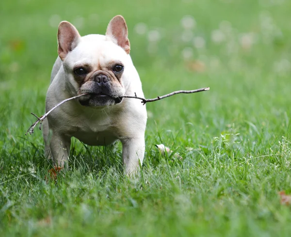 Dog playing with stick