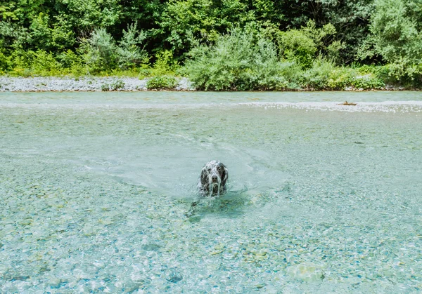 Dog in water