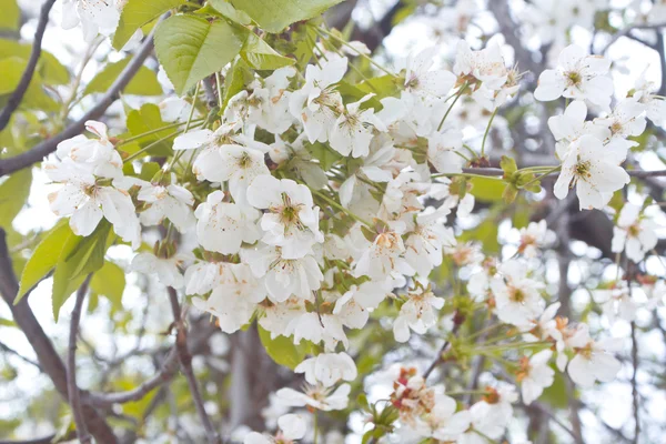 Spring white flowers of wild cherry