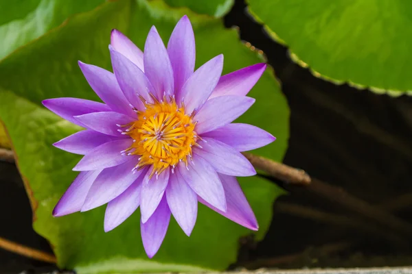 Lotus flower on the water close up shot