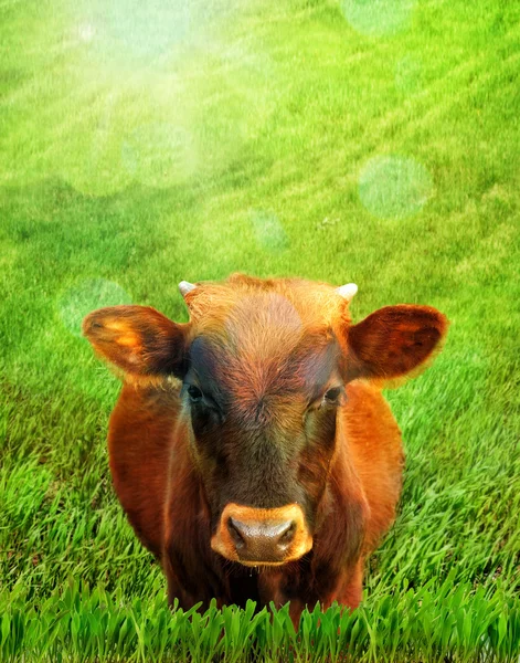 Brown cow portrait against grass field.