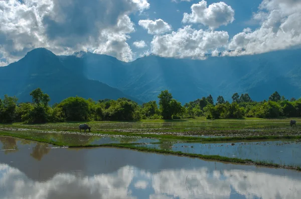 Water Buffalo in Rice Paddy Field on Cloudy Blue Sky