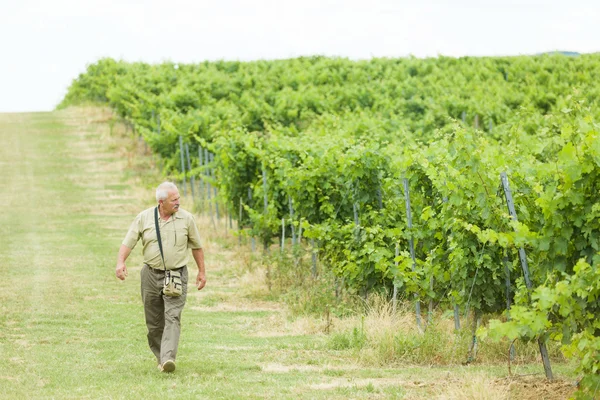 Elderly agrarian walking on fields