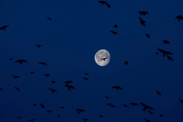 Big moon and birds in blue sky