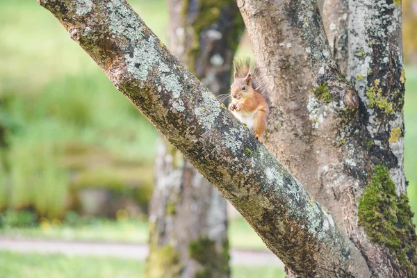 Squirrel sits on tree trunk and eat nut