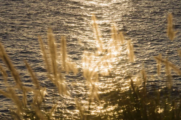 Sunset solar sparks on water through blurred seashore grass