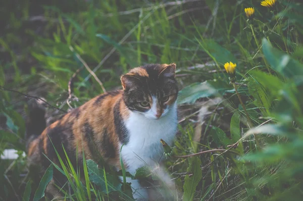 Cat hunting in grass, vintage matt toning