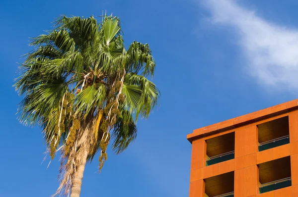 Palm tree and apartment house against blue sky