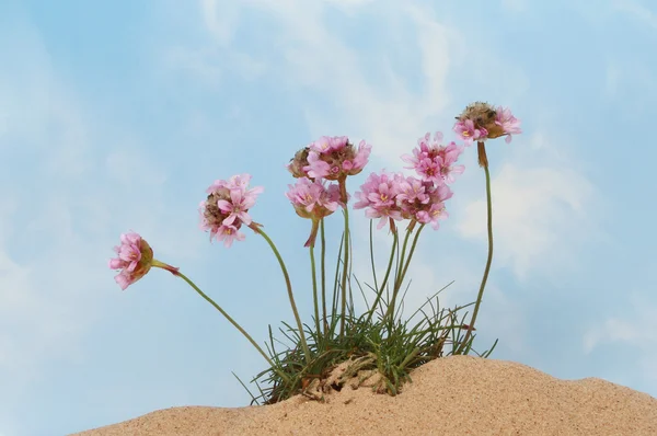 Thrift or Sea pink flowers