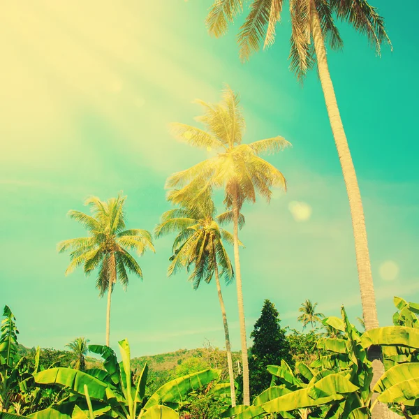 Palm Tree with Sun Ray. Tropic Holiday Travel Background