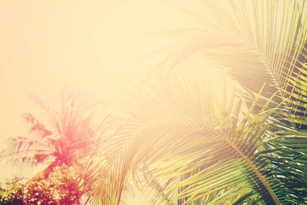 Tropical  background with palm trees in sun light. Holiday
