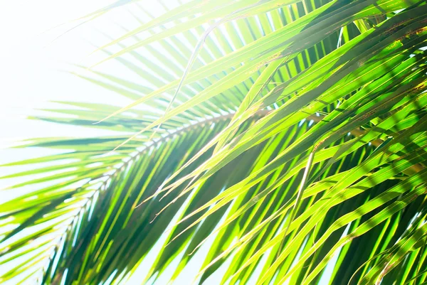 Sun light through palm leaves. For Holiday travel design
