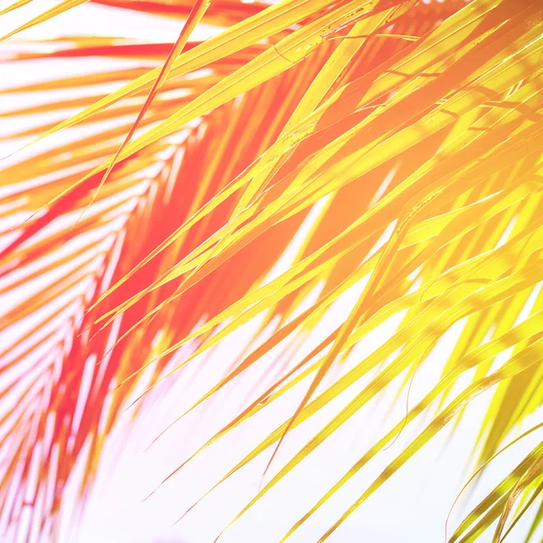 Leaves of Palm Trees in Sun Light. Natural Holiday Background