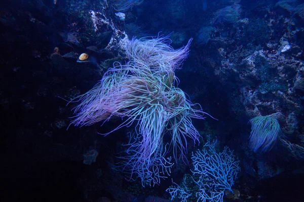 Sea anemone under blue light