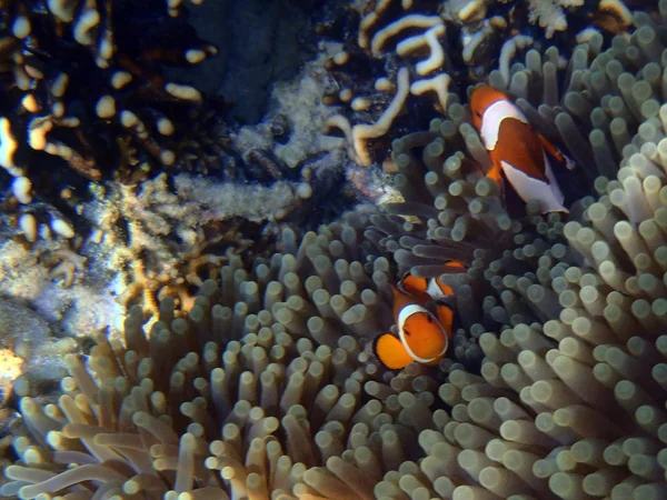 Clown anemonefish (Amphiprion ocellaris) hiding in magnificent s