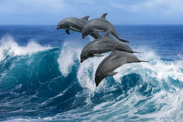 Dolphins Leaping From Wave In The Ocean