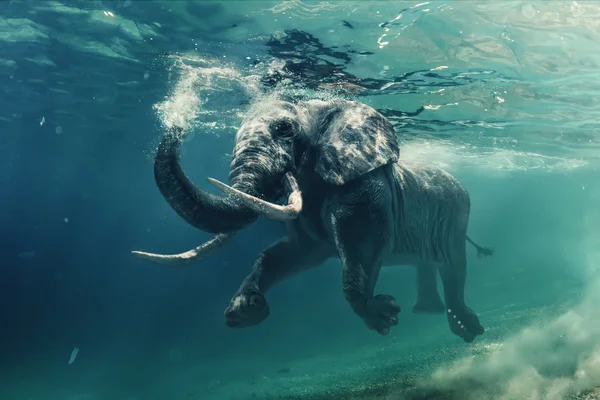African Elephant Swimming Underwater