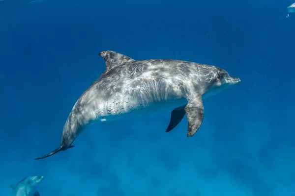 Wild Dolphins In Blue Sea water. Diving With Dolphins