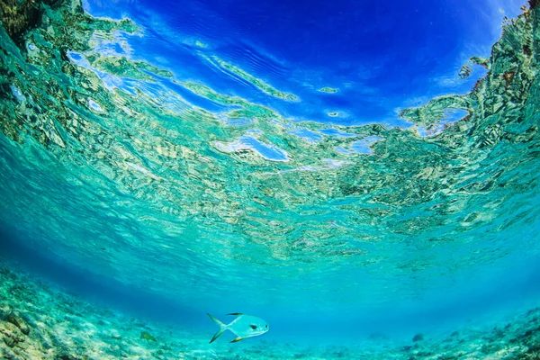 Colorful bright vibrant Water Surface. Shallow water in Indian ocean with only fish