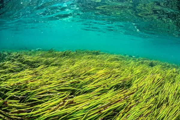 Sea weed under water surface in ocean.