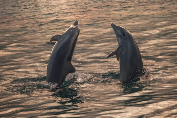 Two Dolphins Plaiyng In Open Sea at Sunset Time